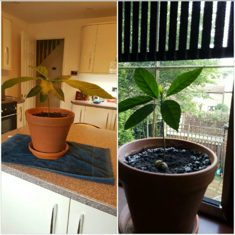 plant image 265360