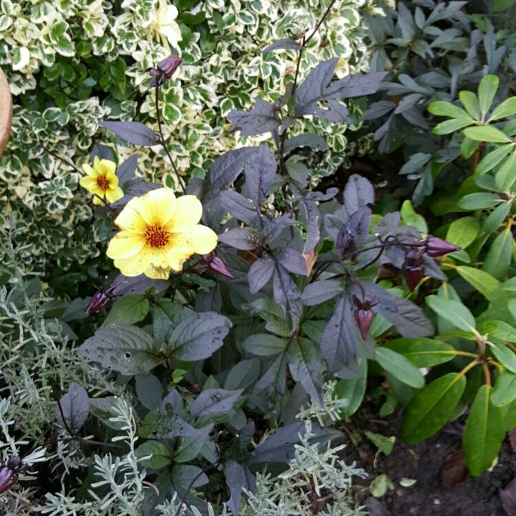 plant image 276906