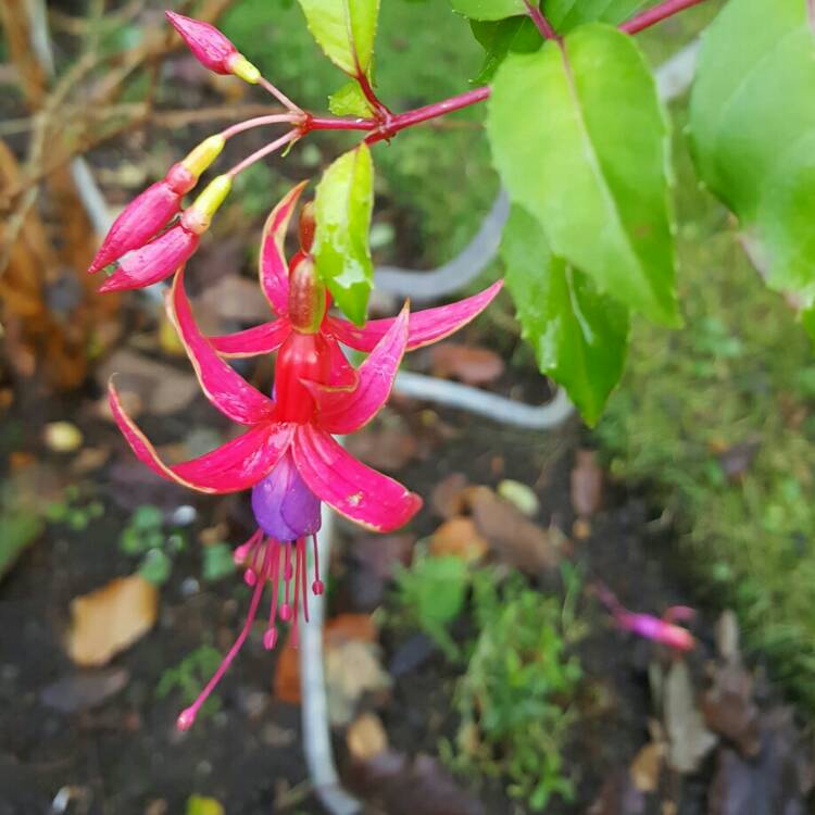 plant image 277102 plant image 277102