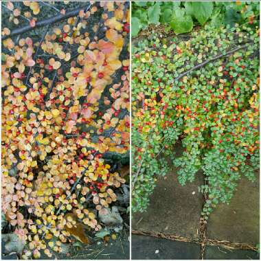 Cotoneaster horizontalis