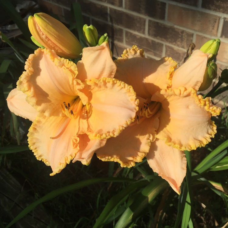 plant image 255164