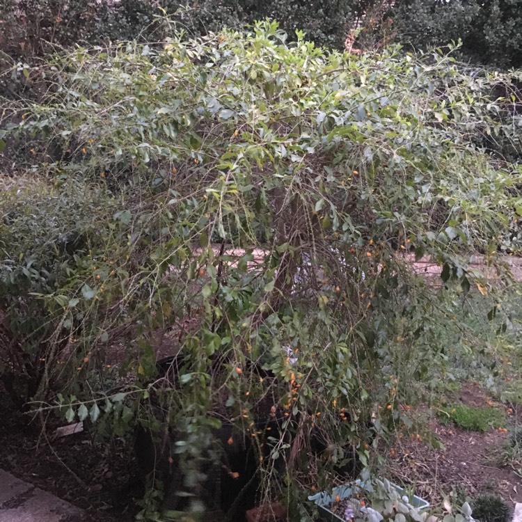 Plant image Duranta repens 'Geisha Girl'