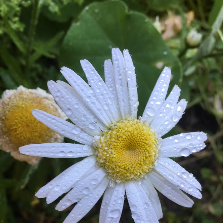 Plant image Leucanthemum x superbum 'Highland White Dream'