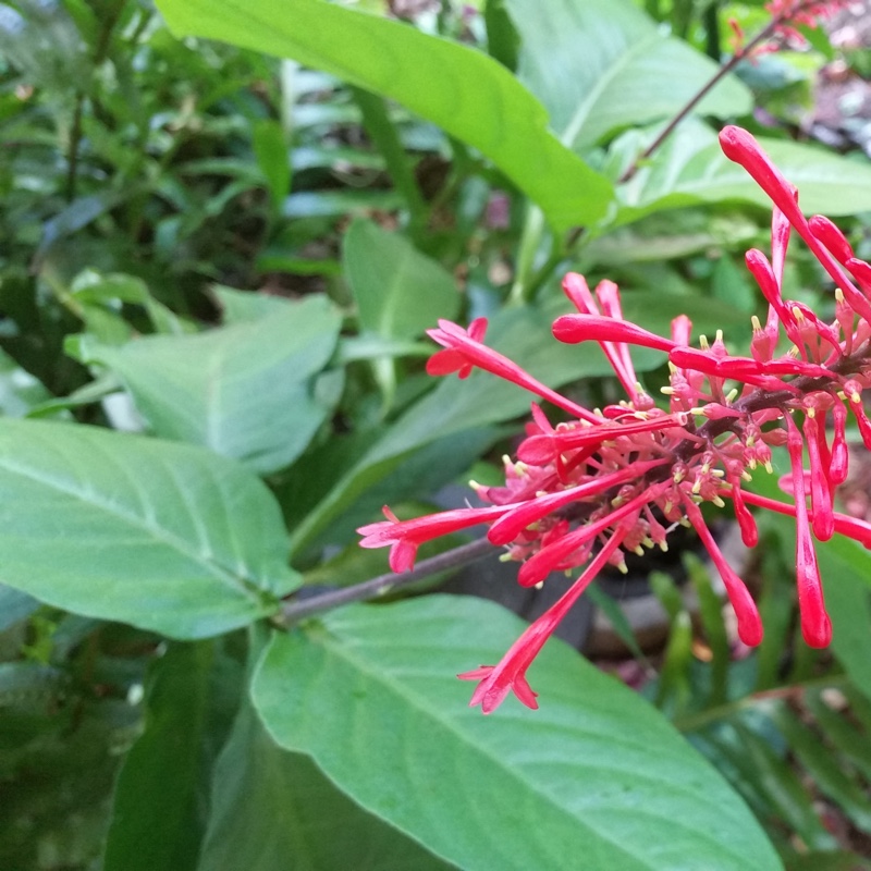 Plant image Justicia carnea