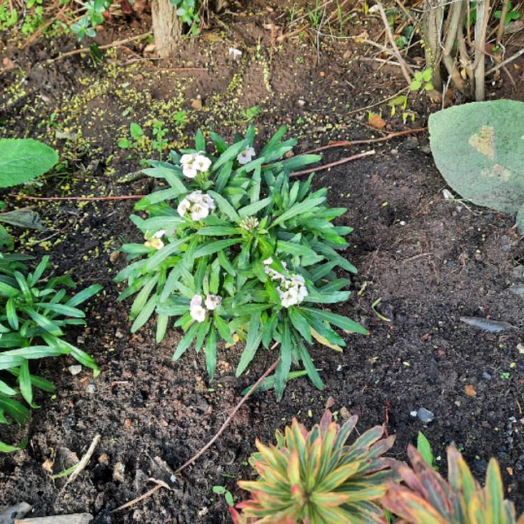 plant image 1643374