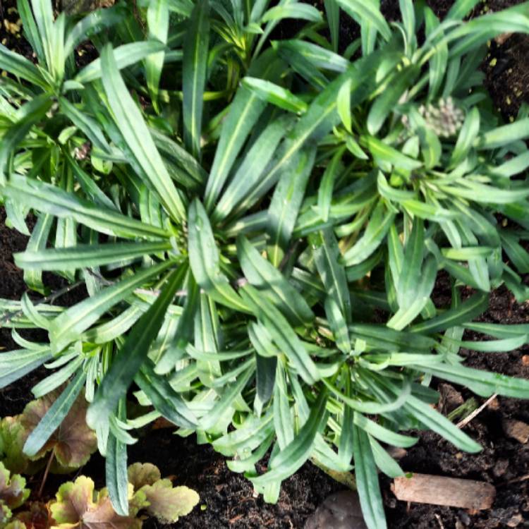 plant image 1643375