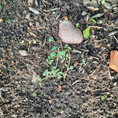Corydalis