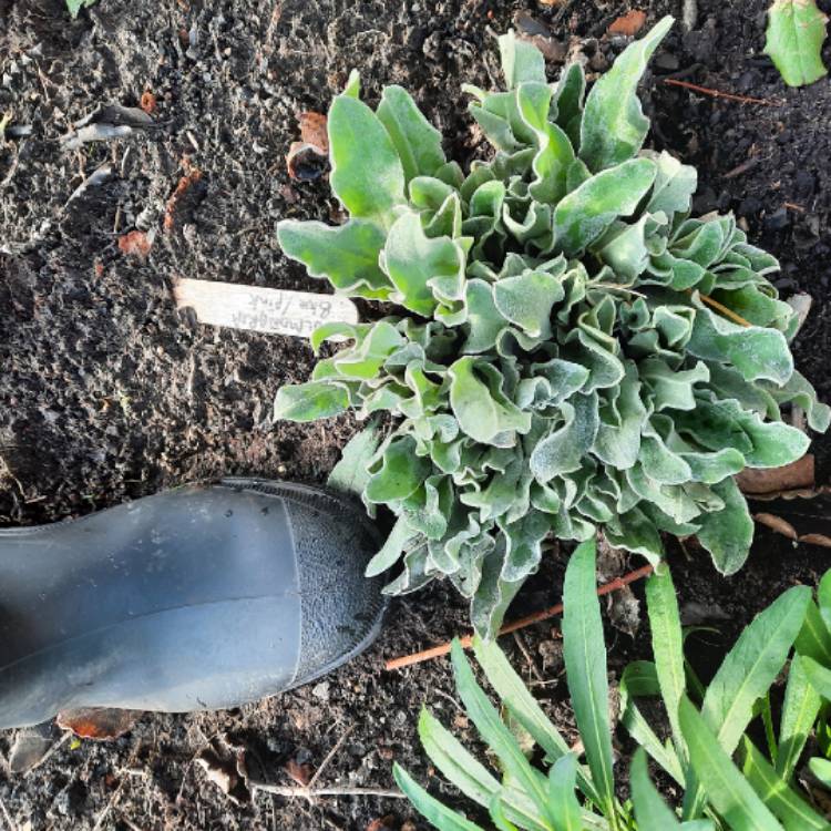 plant image 1643387