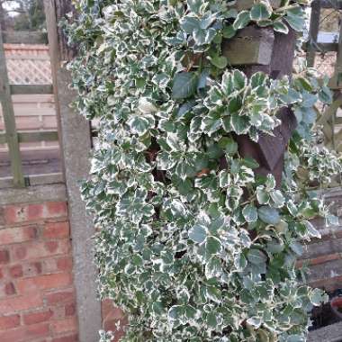 Spindle tree 'Emerald gaiety'