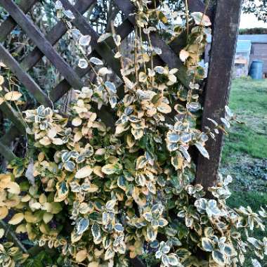 Golden Euonymus
