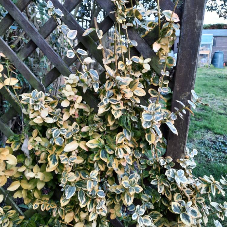 plant image 1643389