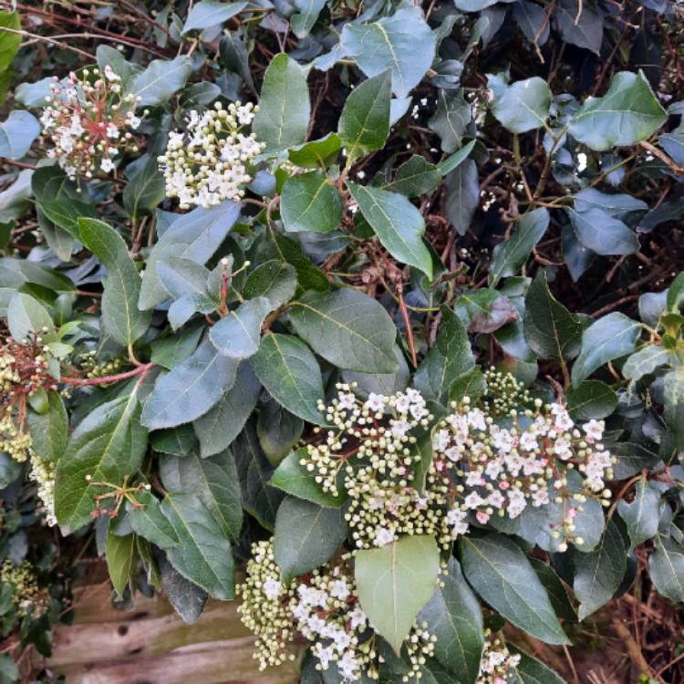 plant image 1643390