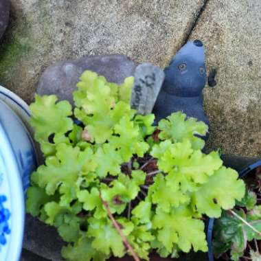 Alumroot 'Guacamole'