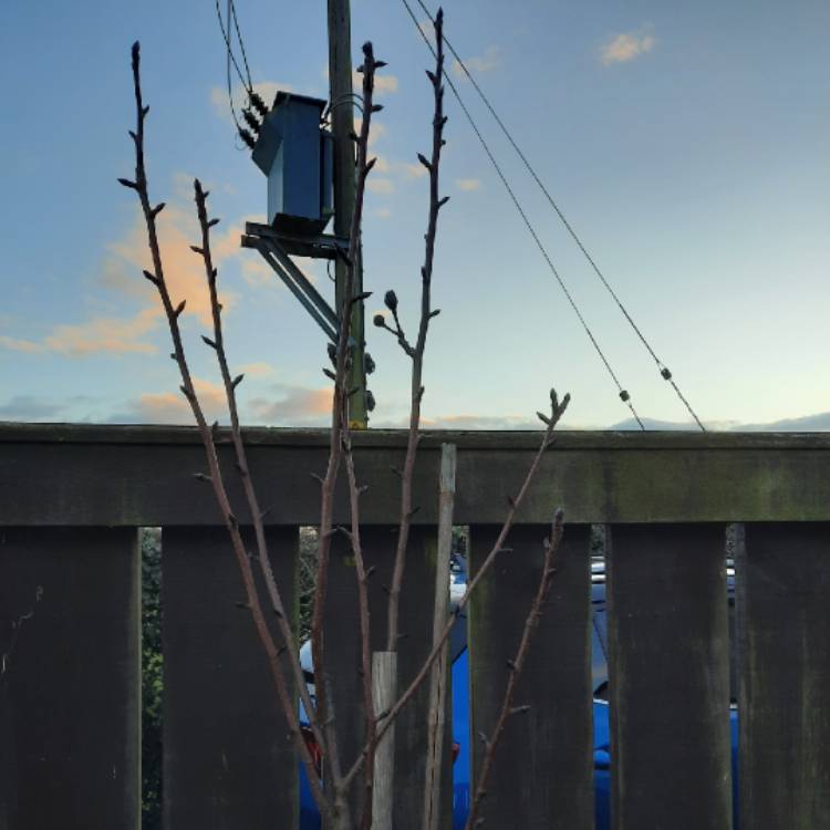 plant image 1643393