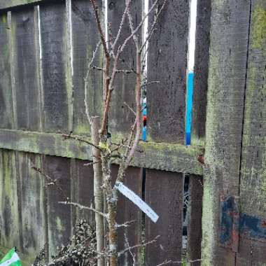Apple 'Falstaff'
