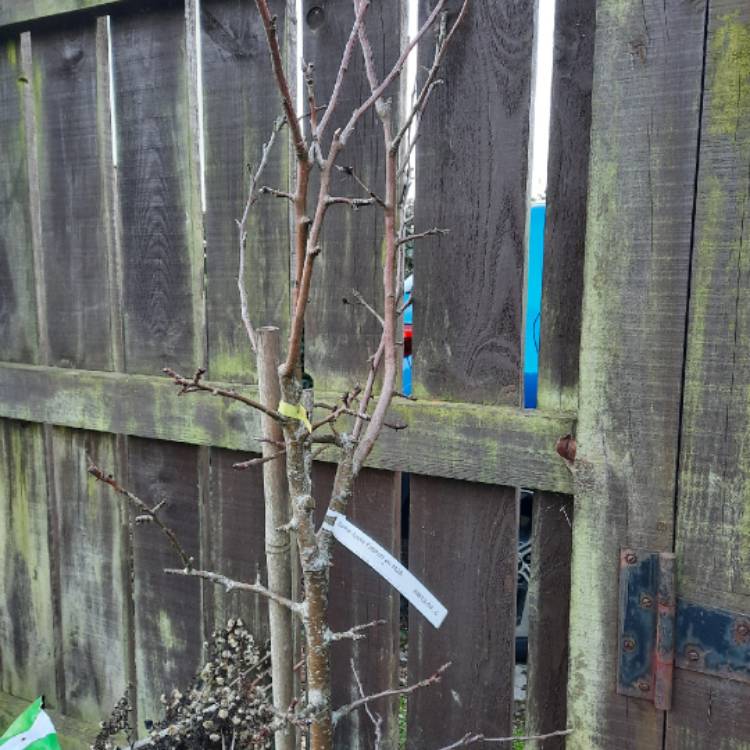 plant image 1643394