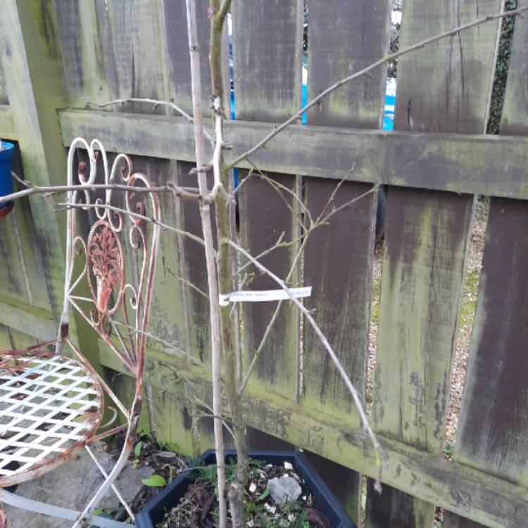 plant image 1643395