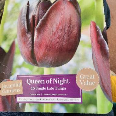 Tulip 'Queen Of Night' (Single Late)
