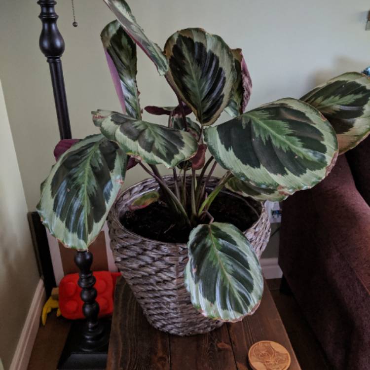 Plant image Calathea Sanderiana 'Julia'