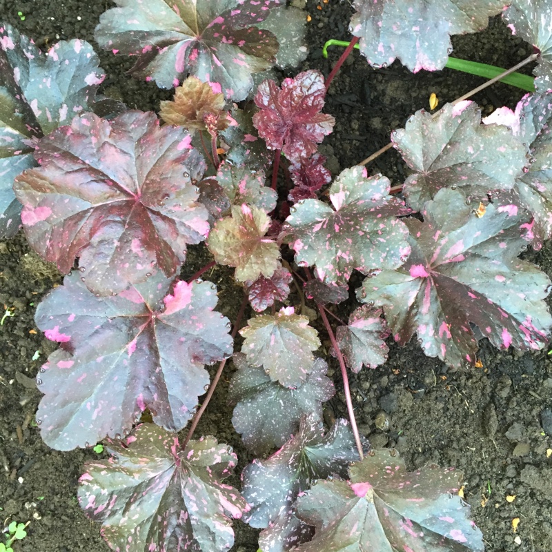 Plant image Heuchera 'Midnight Rose'