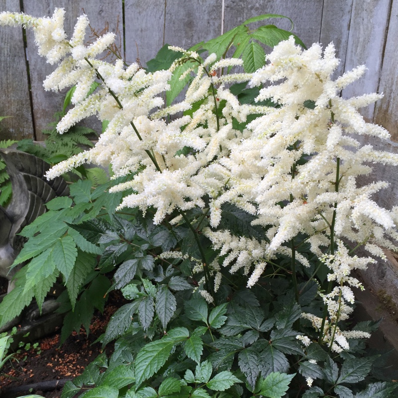 Plant image Astilbe x japonica 'Deutschland'