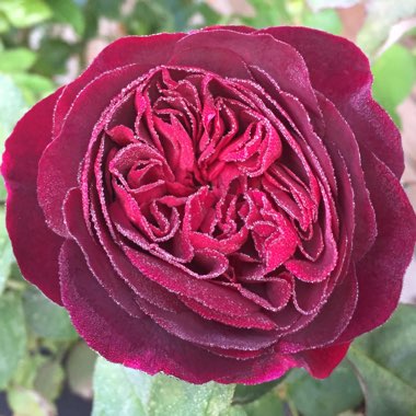 Rosa 'Ausbernard' syn. Rosa 'Munstead Wood'