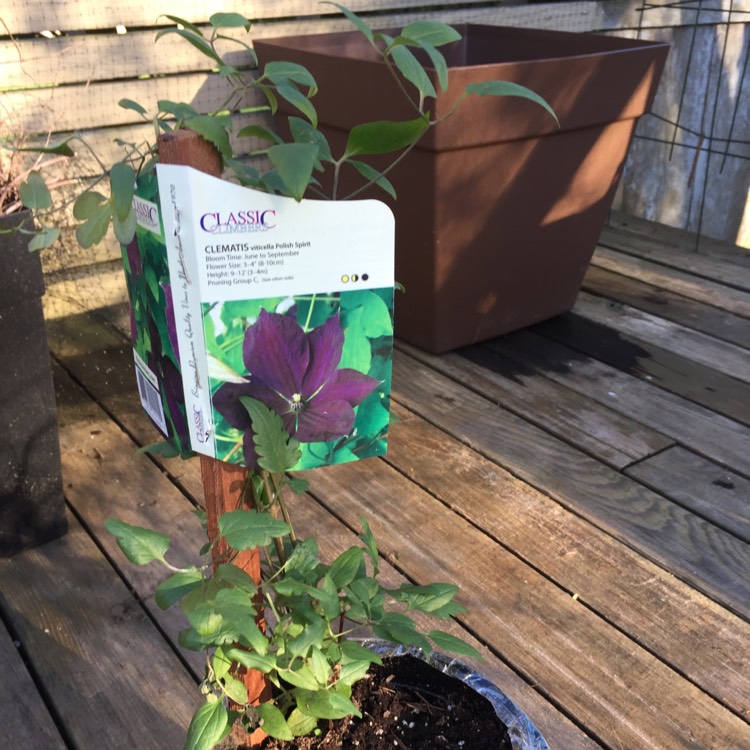 Plant image Clematis viticella 'Polish Spirit'