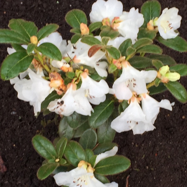 Plant image Rhododendron 'Snow Lady'