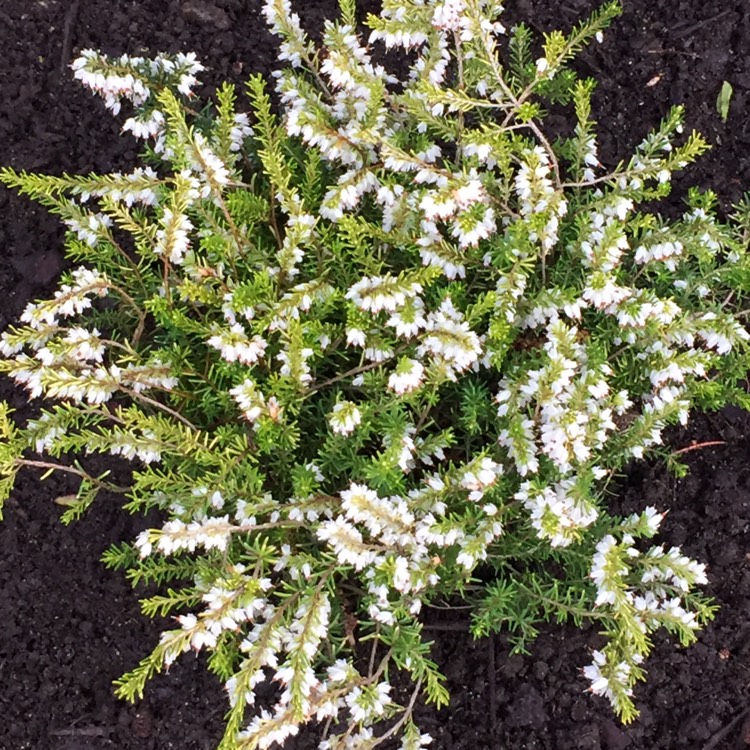Plant image Erica x darleyensis f. aureifolia 'Golden Perfect'