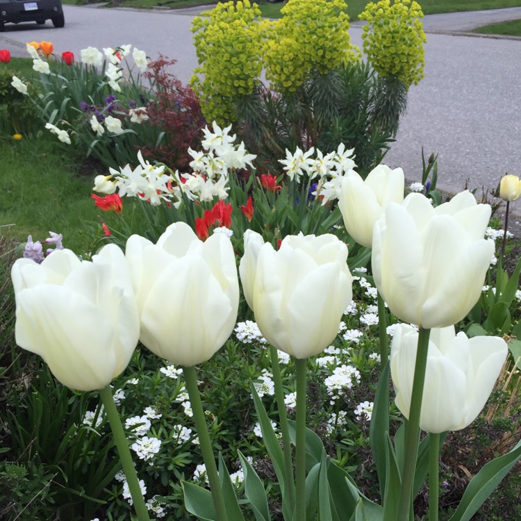 plant image 373051