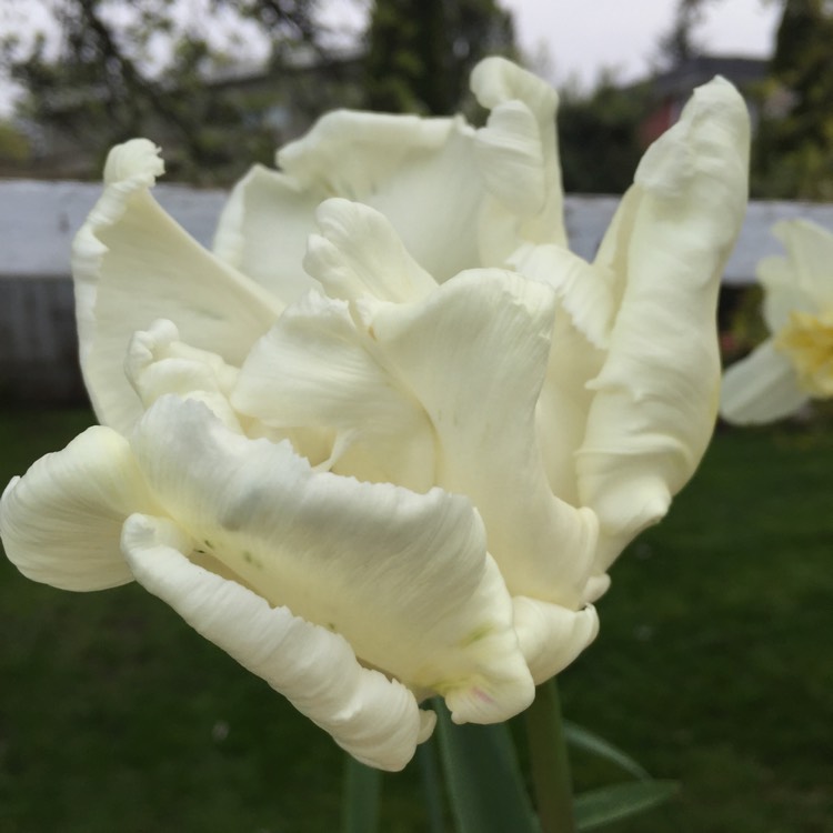 Plant image Tulipa 'Super Parrot'