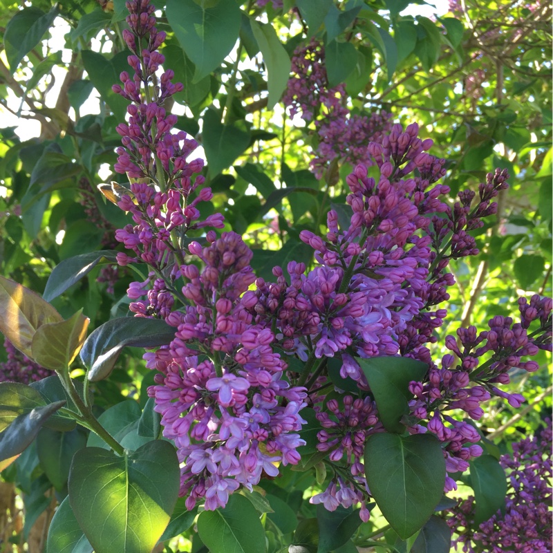 Syringa