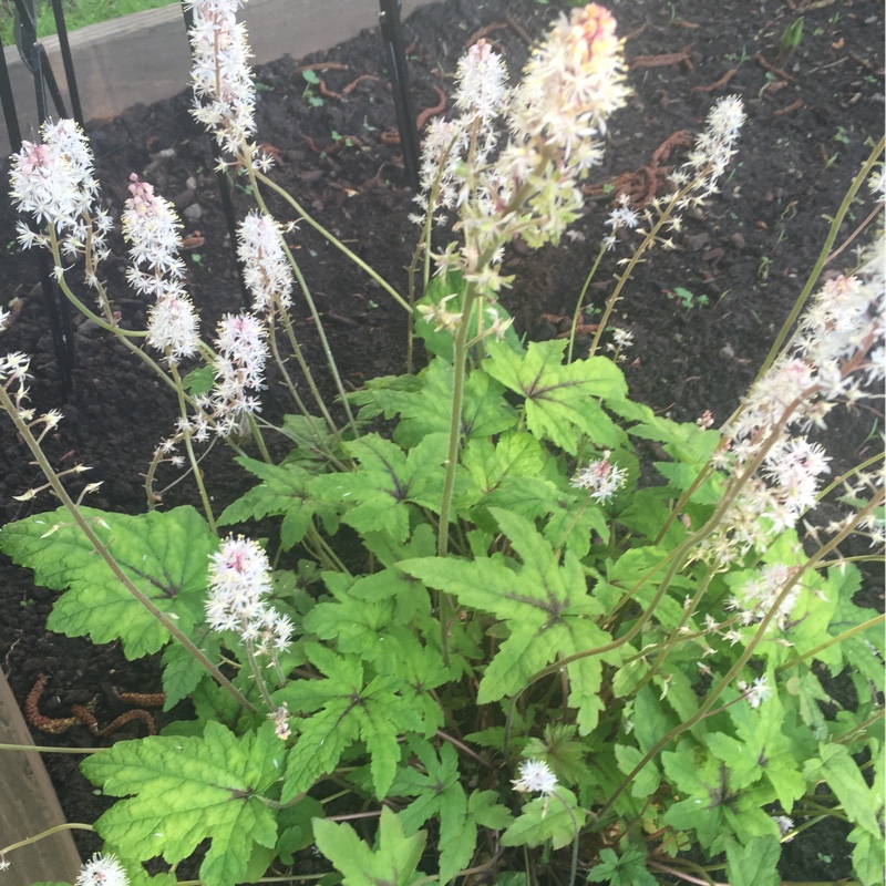 Plant image Tiarella 'Angel Wings' (Fox Series)