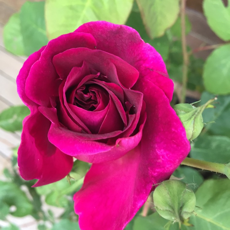 Plant image Rosa 'Ausbernard' syn. Rosa 'Munstead Wood'