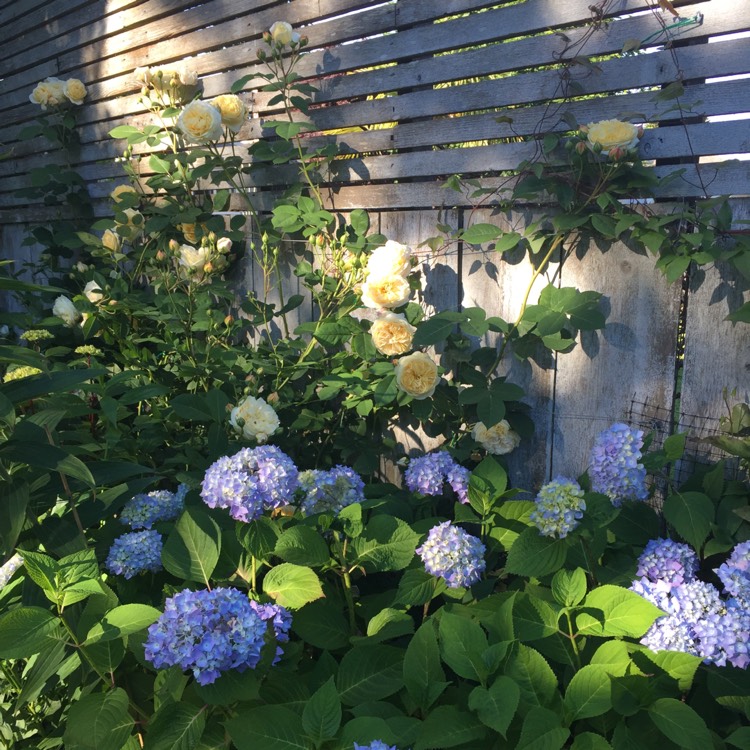 plant image 461685