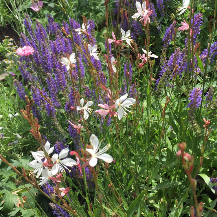 Plant image Oenothera lindheimeri 'Baltincite' (Ballerina Series) syn. Oenothera lindheimeri 'Ballerina White', Gaura lindheimeri 'Ballerina White'
