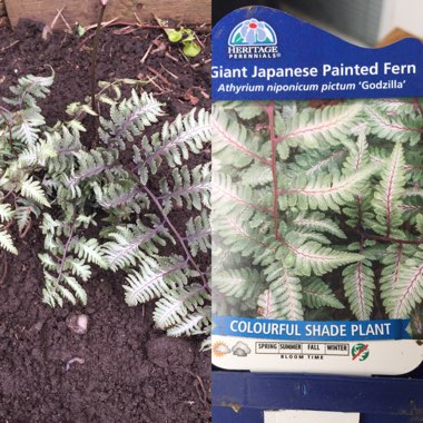 Athyrium niponicum pictum 'Godzilla'