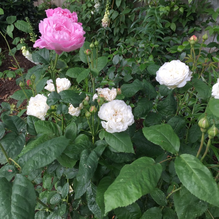 plant image 745772 plant image 745772