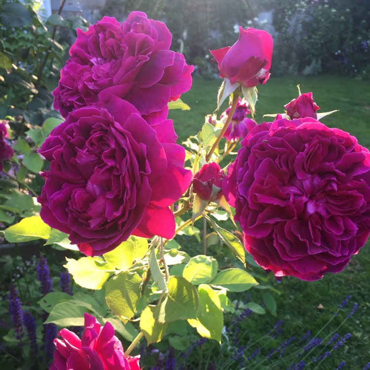 Plant image Rosa 'Ausroyal' syn. Rosa 'William Shakespeare'