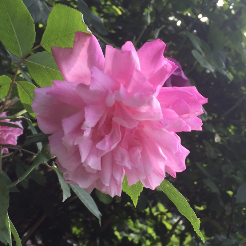 plant image 104984