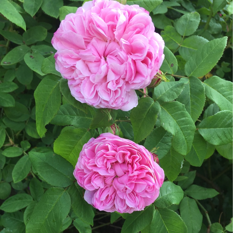 Plant image Rosa 'Marchesa Boccella' syn. Rosa 'Jacques Cartier', Rosa 'Marquise Boccella'