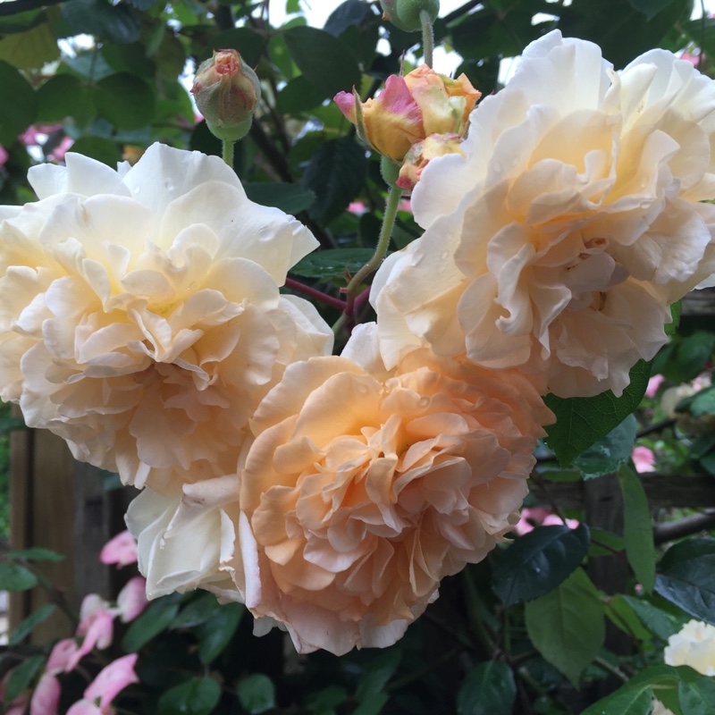 Plant image Rosa 'Buff Beauty'