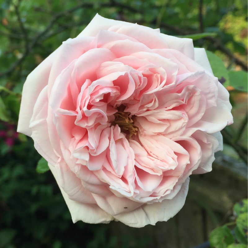 plant image 117568