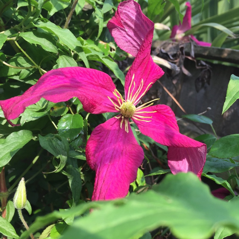 Plant image Clematis viticella 'Madame Julia Correvon'