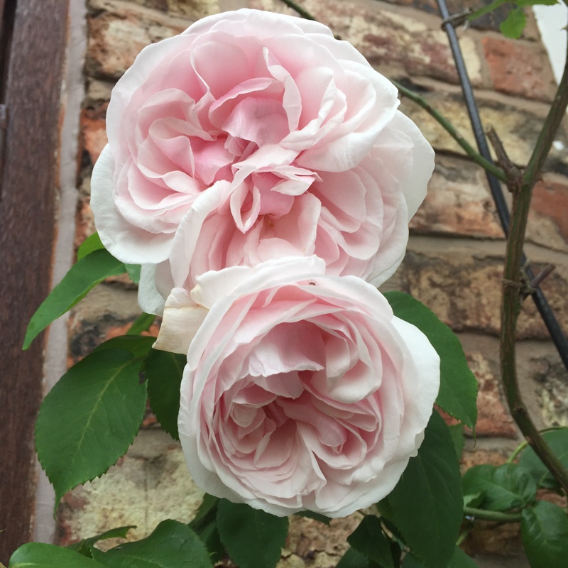 plant image 124847