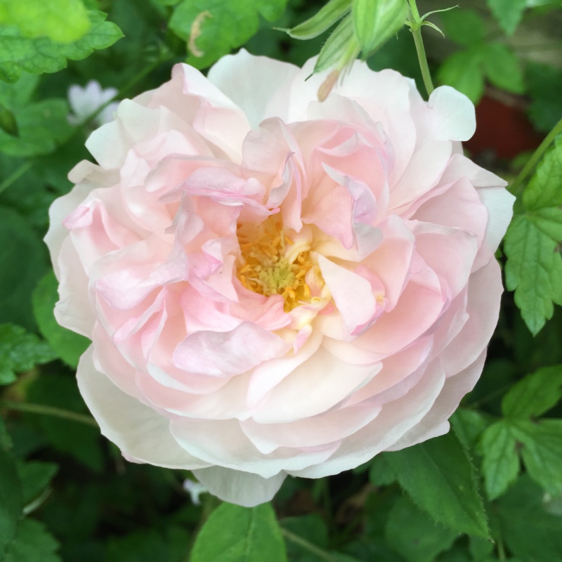 plant image 132588