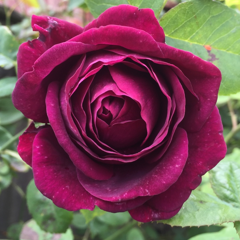 Plant image Rosa 'Souvenir du Docteur Jamain'