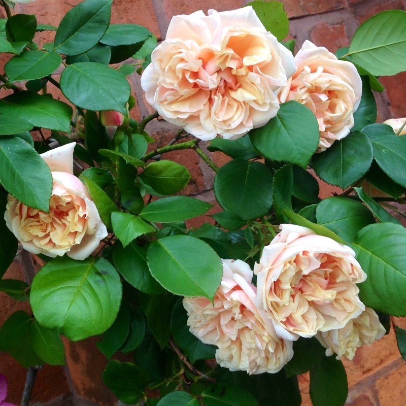 plant image 73237