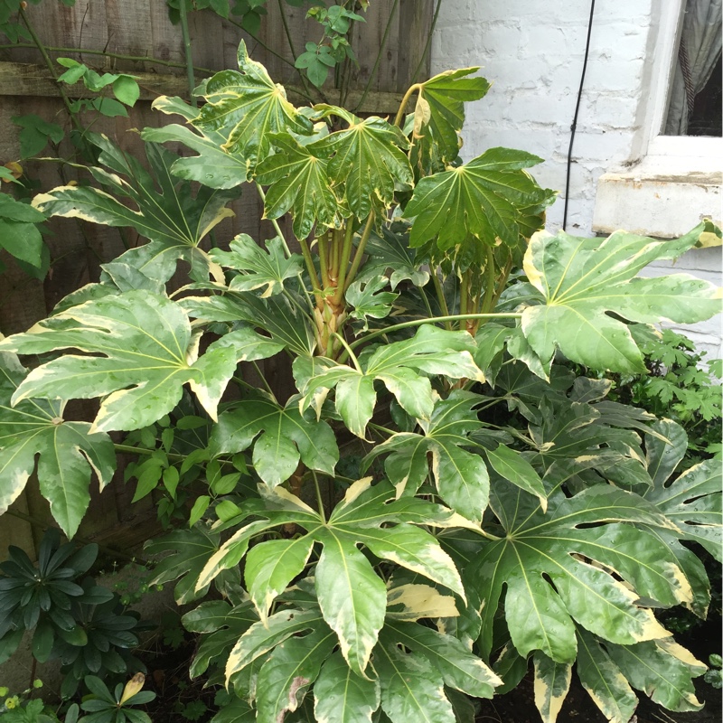 Plant image Fatsia japonica 'Variegata'