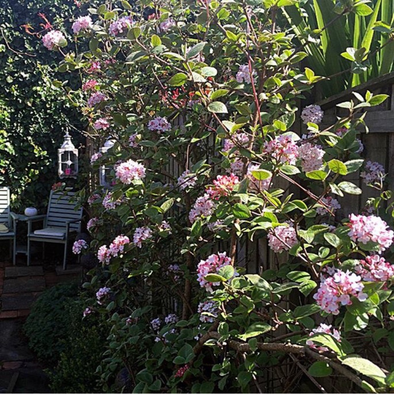 Plant image Viburnum carlesii 'Marlou'
